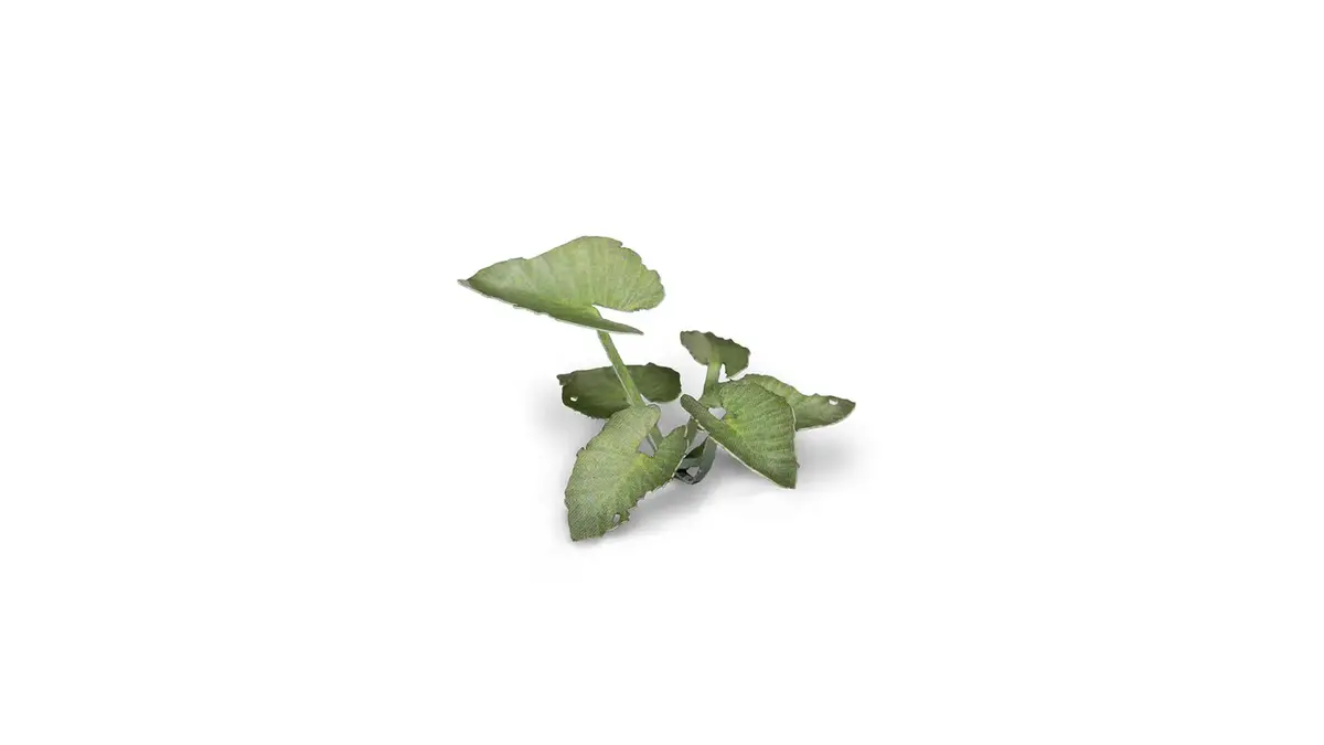 Laser Plants - Elephant Ear 1