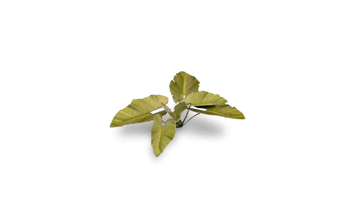 Laser Plants - Elephant Ear 2