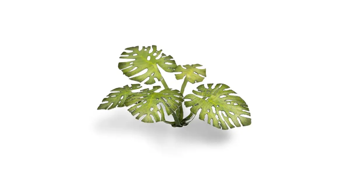 Laser Plants - Monstera 1