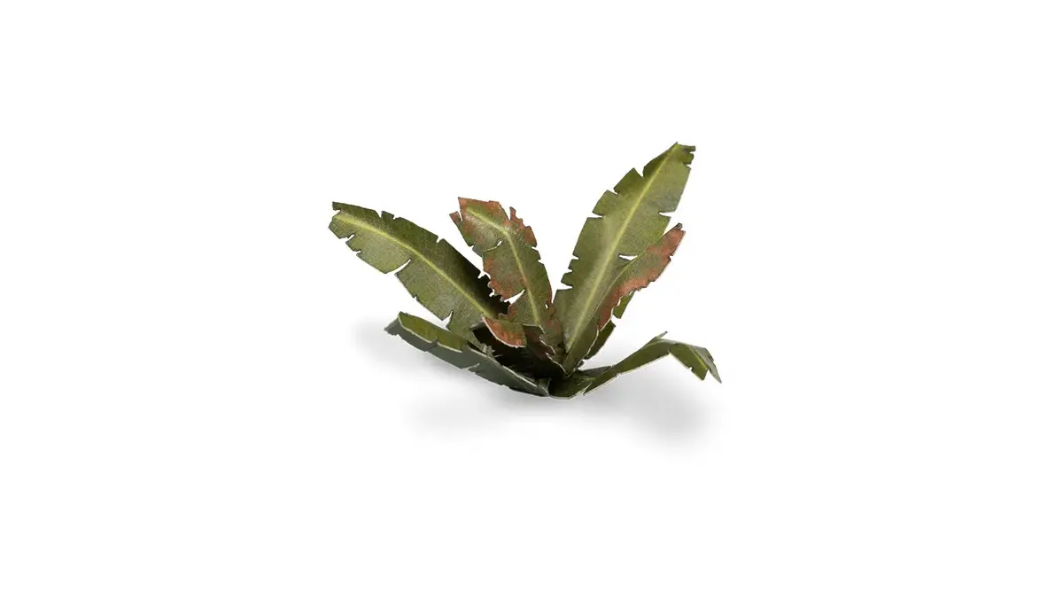 Laser Plants - Banana Tree 1