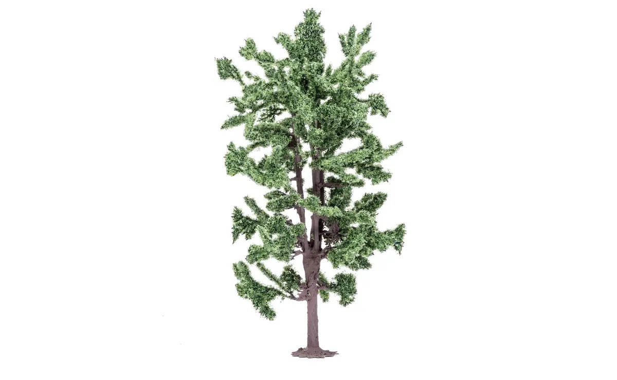 Lime Tree - 18Cm 1