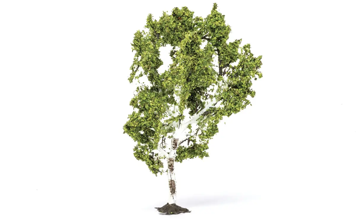 Birch Tree - 11.5Cm 1