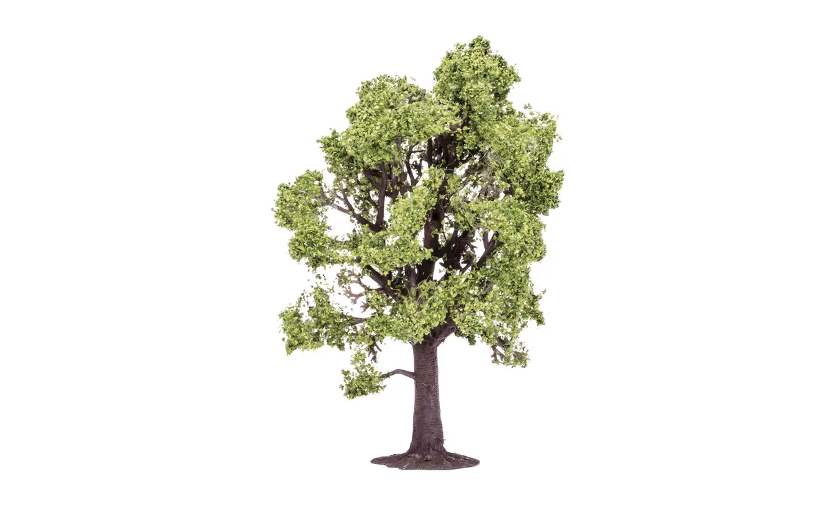 Beech Tree - 13Cm 1